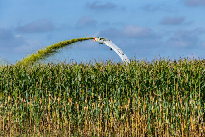 Mais als Biogas Keine schnelle Lösung für Gemeinden
